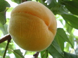 學名:Prunus persica( L.) Batsch