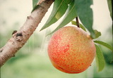 學名:Prunus persica( L.) Batsch ‘Okitsu’