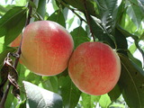 學名:Prunus persica( L.) Batsch ‘Okubo’