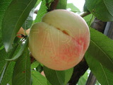 學名:Prunus persica( L.) Batsch ‘Yamatowase’