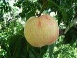 學名:Prunus persica( L.) Batsch‘Nunome Wase’