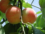 學名:Prunus persica(...