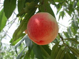 學名:Prunus persica( L.) Batsch‘Matsumori’