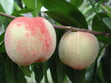 學名:Prunus persica( L.) Batsch‘Sunago Wase’