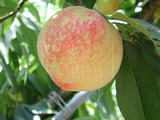 學名:Prunus persica( L.) Batsch