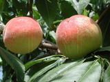 ǦW:Prunus persica( L.) BatschYamatohakuto