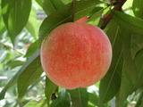 學名:Prunus persica( L.) Batsch‘Asamahakuto’