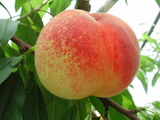 學名:Prunus persica( L.) Batsch‘Aichihakuto’