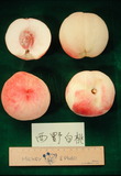 學名:Prunus persica( L.) Batsch‘Nishinohakuto’