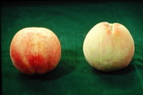 學名:Prunus persica( L.) Batsch‘Hakuto’