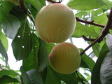 ǦW:Prunus persica( L.) Batsch