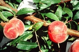 學名:Prunus persica( L.) Batsch‘Beniho’