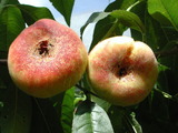 學名:Prunus persica( L.) Batsch‘Rit-6’