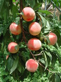 ǦW:Prunus persica( L.) Batsch