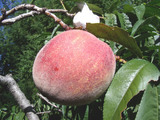 學名:Prunus persica( L.) Batsch‘Earlyamber’