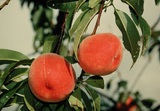 學名:Prunus persica( L.) Batsch‘Lekeku’