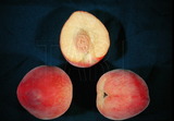 ǦW:Prunus persica( L.) BatschSpring crest