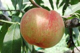 學名:Prunus persica( L.) Batsch‘Fuso No.10’