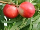 學名:Prunus persica( L.) Batsch‘Nectarine NO.6’