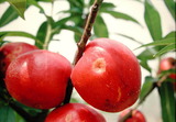 學名:Prunus persica( L.) Batsch‘Nectarine NO.8’