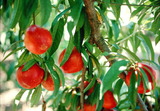 學名:Prunus persica( L.) Batsch‘Nectarine NO.14’