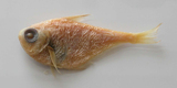 中文種名:白緣擬金眼鯛