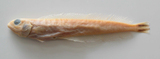 中文種名:短吻軟棘魚