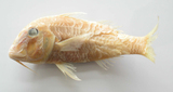 中文種名:紅帶海緋鯉