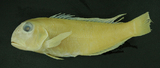 中文種名:日本馬頭魚