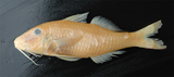 中文種名:多帶海鯡鯉