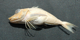 中文種名:臂斑角魚