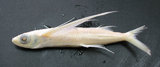 中文種名:白短鰭擬飛魚