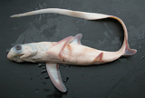 中文種名:淺海狐鮫
