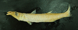 中文種名:黃尾金梭魚