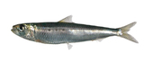 中文種名:南美擬沙丁魚