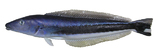 中文種名:黑帶軟棘魚