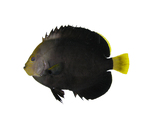 中文種名:黑身荷包魚