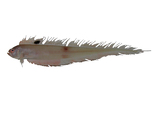 中文種名:背點棘赤刀魚
