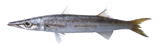 中文種名:黃尾金梭魚
