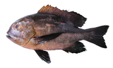 中文種名:斑點笛鯛