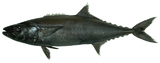 中文種名:鱗網帶鯖