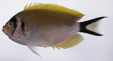 中文種名:半紋背頰刺魚