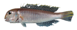 中文種名:斑鰭馬頭魚