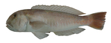 中文種名:白馬頭魚