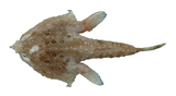 中文種名:環紋海蝠魚