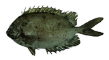 中文種名:斑籃子魚