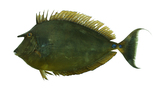 中文種名:單角鼻魚