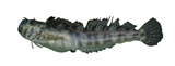 中文種名:麻卡勒矮冠鳚