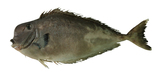中文種名:球吻鼻魚