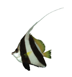 中文種名:白吻雙帶立旗鯛
